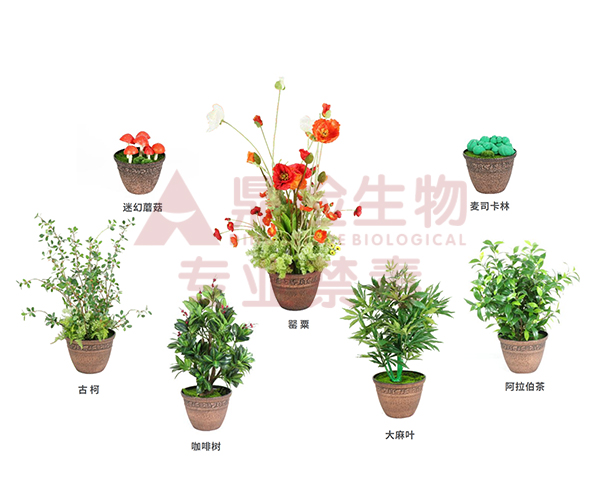 仿真毒品原植物模型