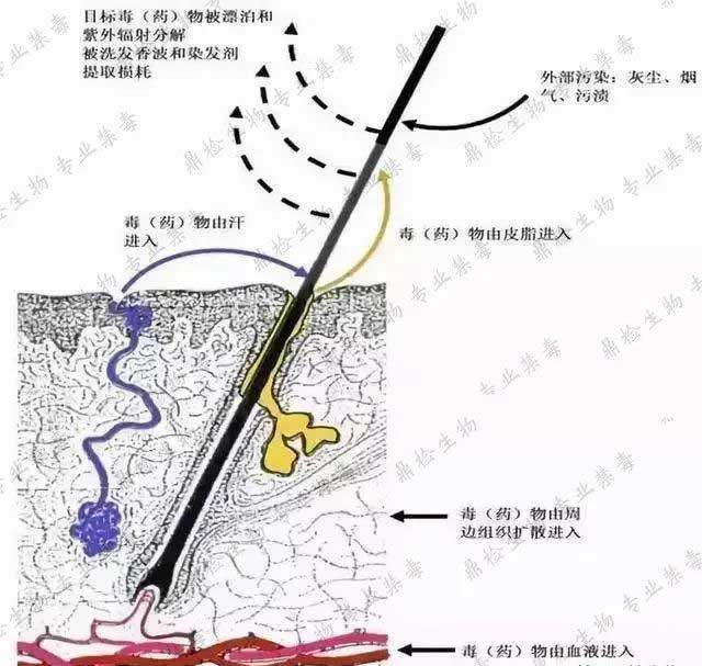 毛發(fā)檢毒